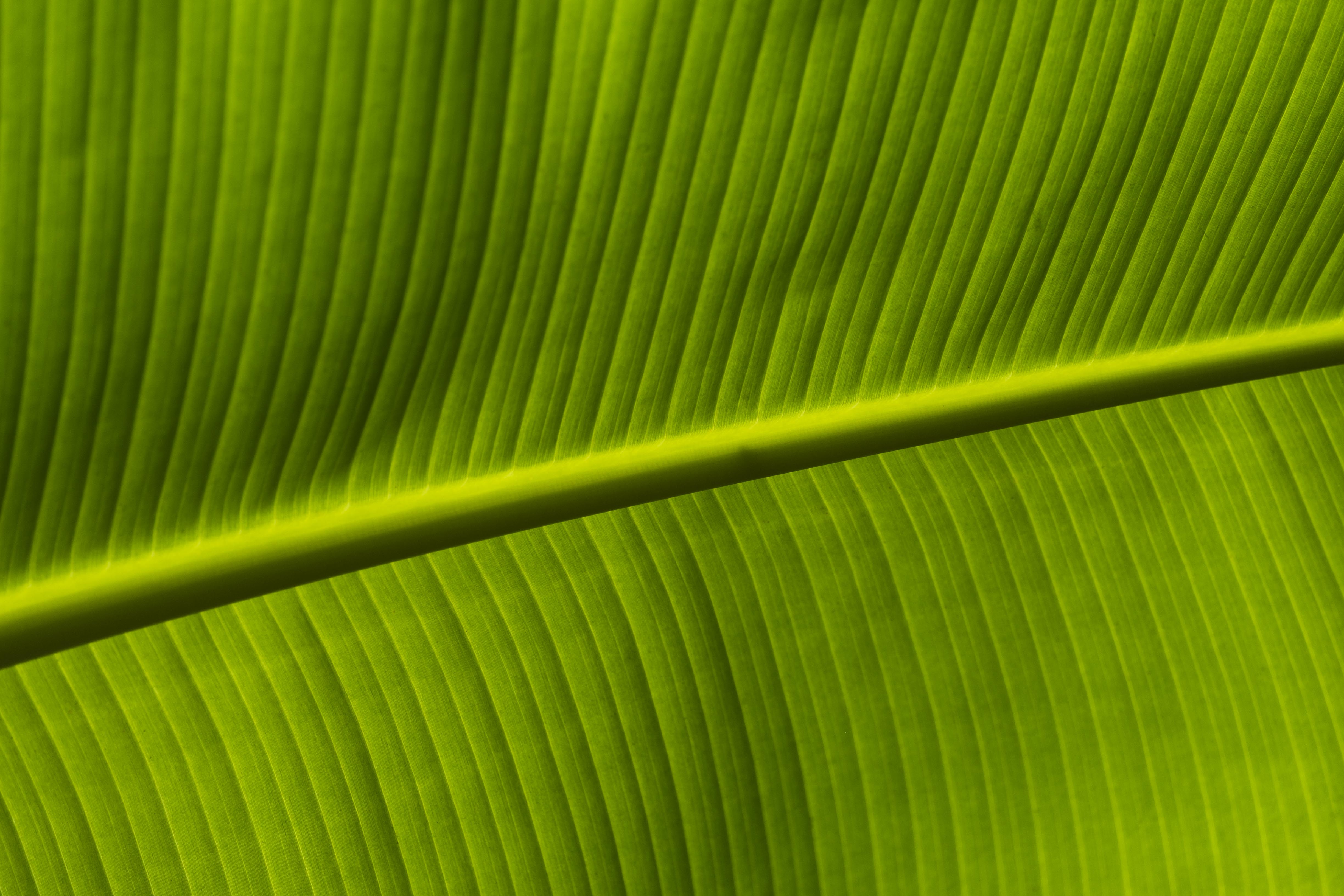 Banana Leave-6640